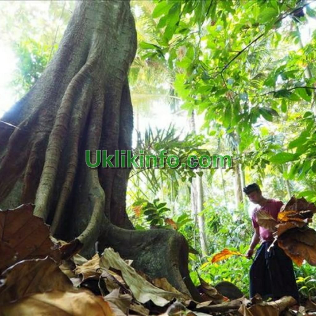 Rakor LH Di Jakarta, Bupati Cantik Bicarakan Banjir Dan Kawasan Hutan Lindung