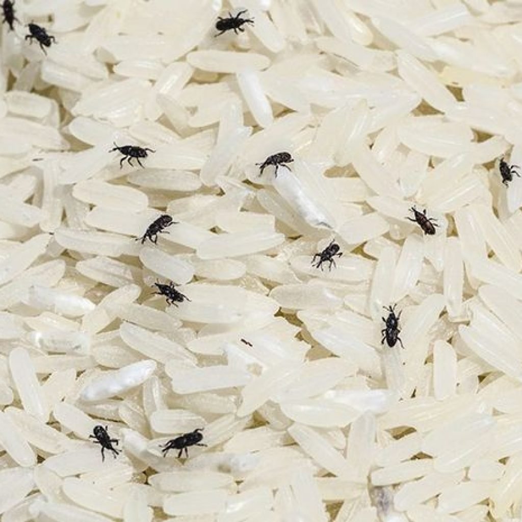 Sudah Coba Cara Mudah Ini Untuk Jauhkan Beras Dari Kutu?