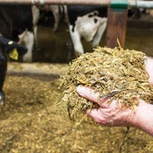 Cara Cepat Membasmi Ulat Franky Pada Peternakan