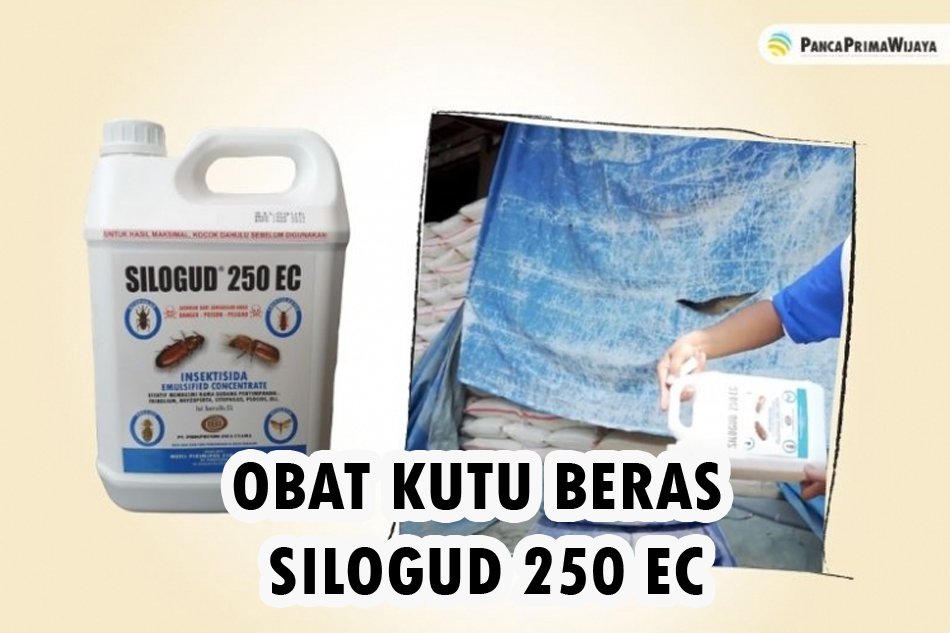 obat pembasmi kutu beras
