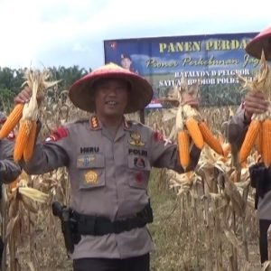 Dansat Brimob Polda Sulsel Panen Perdana Tanaman Jagung, Hasil Pertanian Personel Batalyon D Pelopor