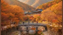 Wisata Musim Gugur Terbaik di Korea Selatan Dengan Pemandangan Daun Berwarna Oranye yang Indah